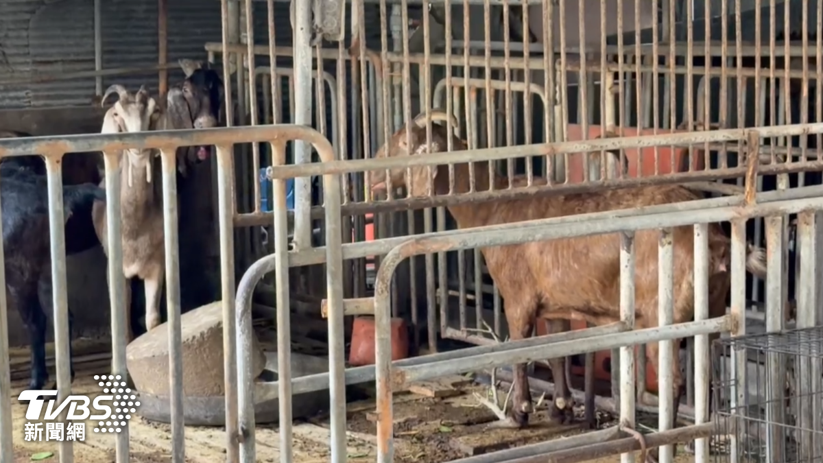 飼主非專業養殖戶！戴奧辛羊污染源成謎　檢驗最快下週一出爐