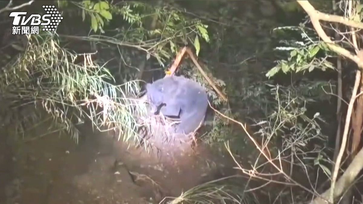熊熊遇見你！野放黑熊「葛雅萬」現蹤雪霸變胖了　登山客驚喜直擊。(圖／TVBS)