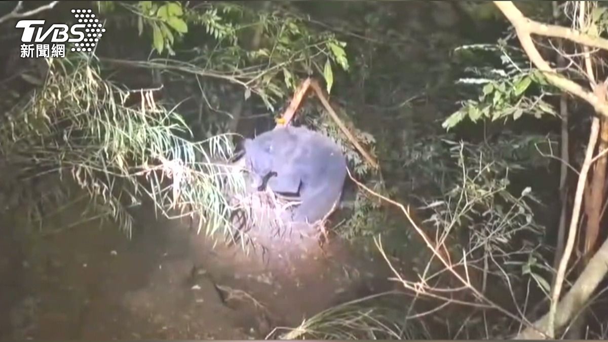 熊熊遇見你!野放黑熊「葛雅萬」現蹤雪霸變胖了 登山客驚喜直擊。(圖/TVBS)