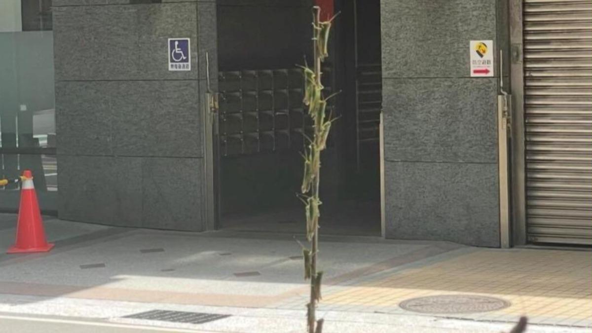 「神秘怪蟲」入侵大台北!飛進家中嚇壞 活躍高峰期來了