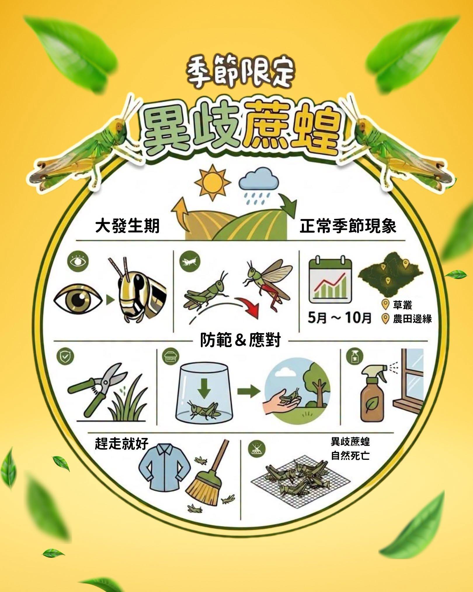 異歧蔗蝗-異歧蔗蝗蚱蜢-異歧蔗蝗吃什麼-蝗蟲變多-蝗蟲蚱蜢