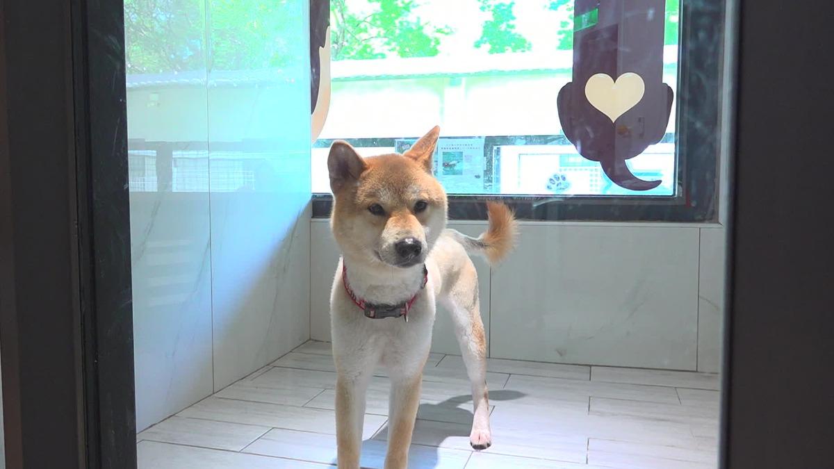 遊蕩犬少了!問題還沒完 教授點名「棄養放養」是關鍵