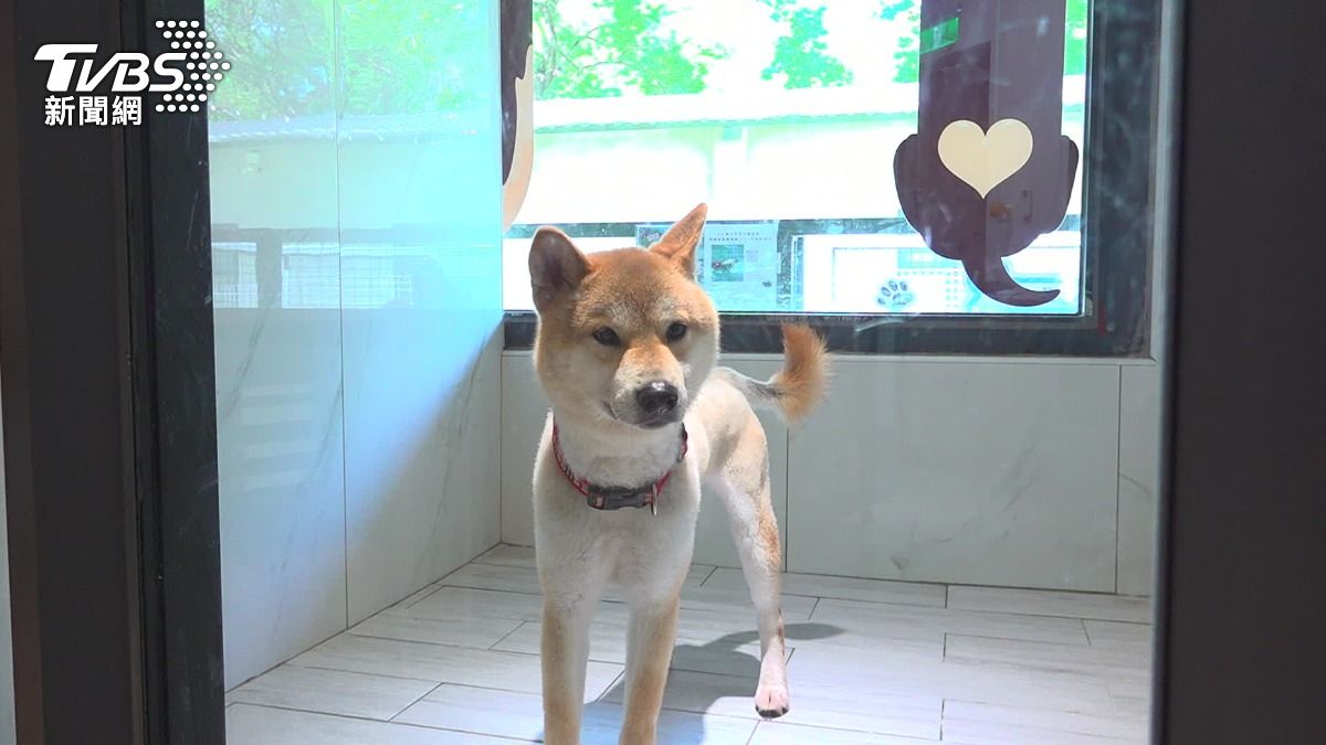 遊蕩犬為何一直有?放養、棄養讓源頭管理陷入無限迴圈。(圖/TVBS)