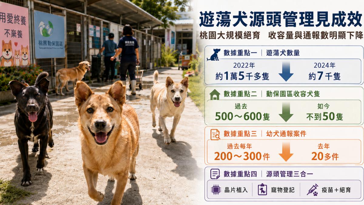 結紮再放回惹議?專家:長期看才是真正減少遊蕩犬。(圖/AI)