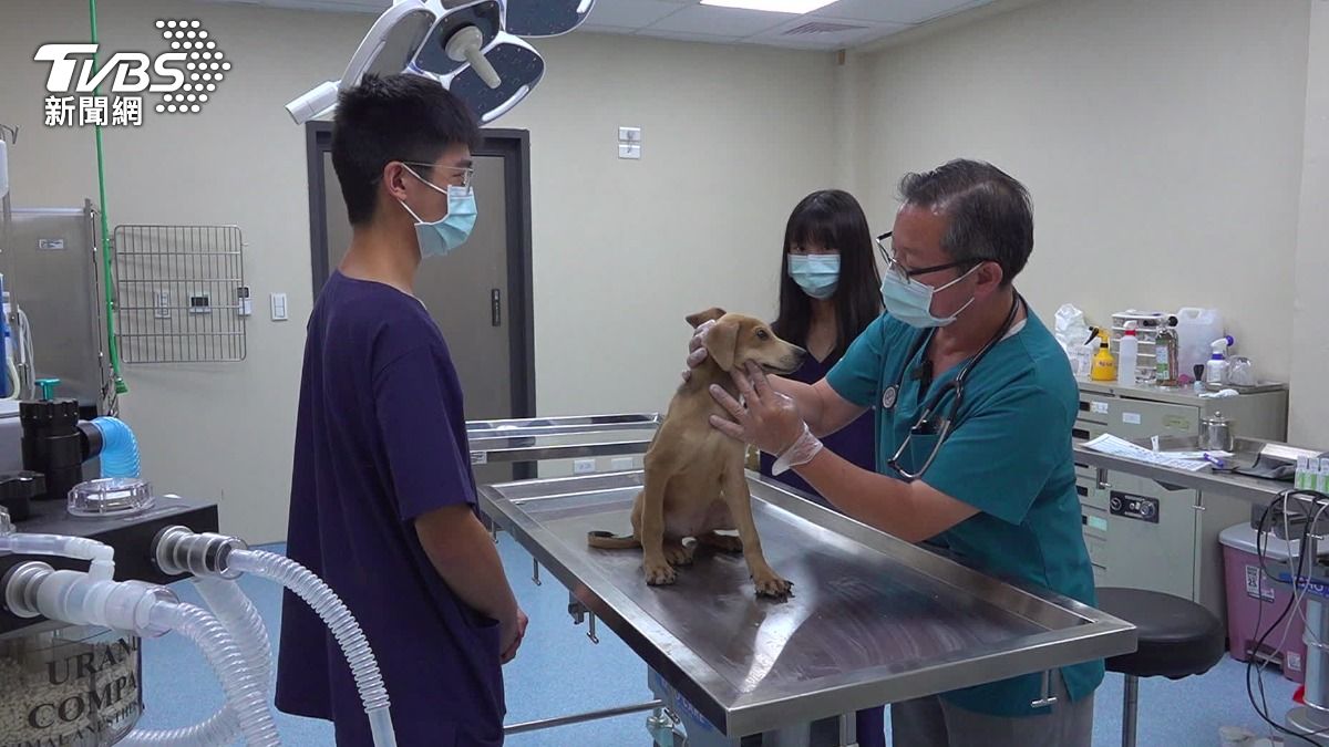 遊蕩犬治理不能只靠收容,桃園案例看見絕育成效。(圖/TVBS)
