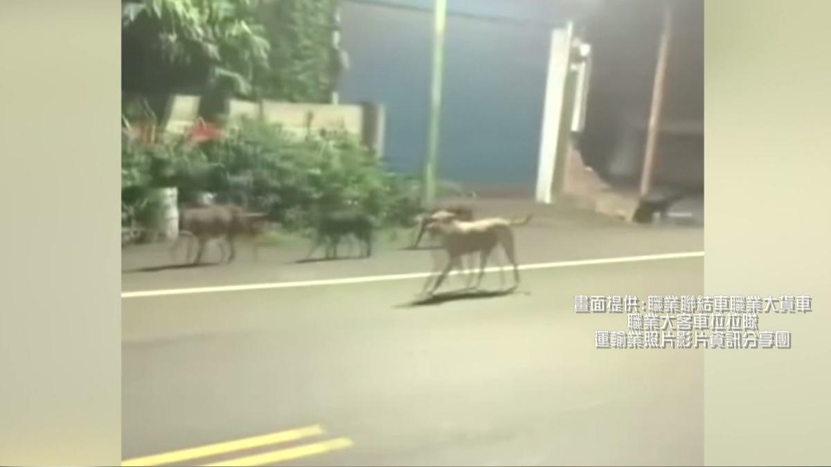 彰化驚見30隻浪浪狂追「狗狗肉」！騎士嚇壞摔車。(圖／職業聯結車職業大貨車職業大客車拉拉隊運輸業照片影片分享團)