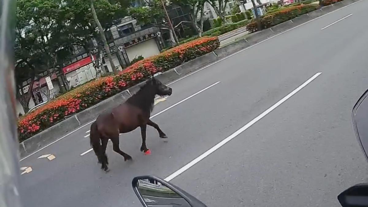 又是牠！北投迷你馬3度脫逃逛大街　騎士傻眼互看