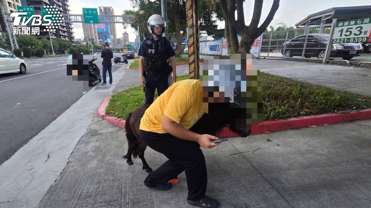警方到場時迷你馬已由熱心民眾帶到路旁。（圖／TVBS）