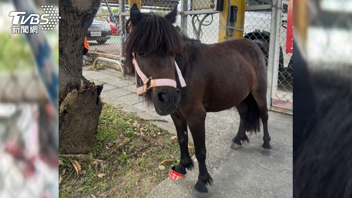 調皮的迷你馬今年已經第三次脫逃出來逛大街。（圖／TVBS）