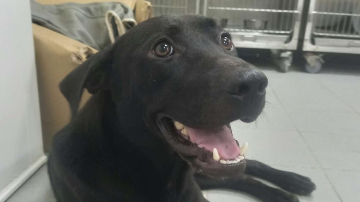 斷趾黑犬險截肢!忍痛撒嬌惹人疼 新北推認養再送2千