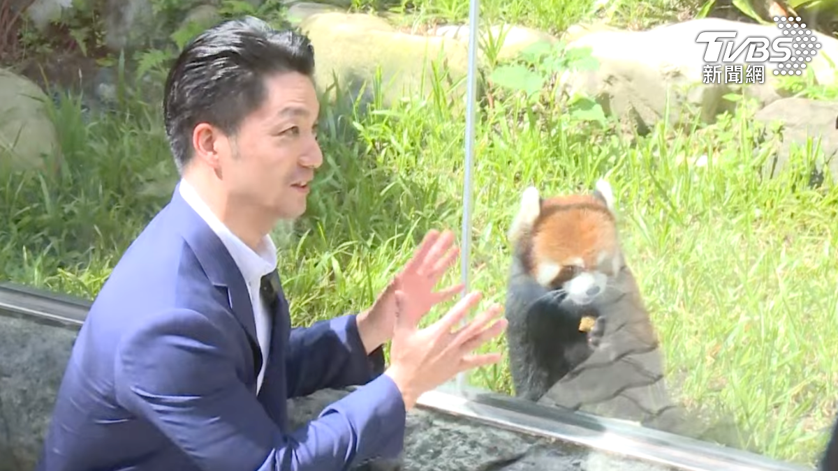 蔣萬安見證小貓熊亮相。（圖／TVBS）