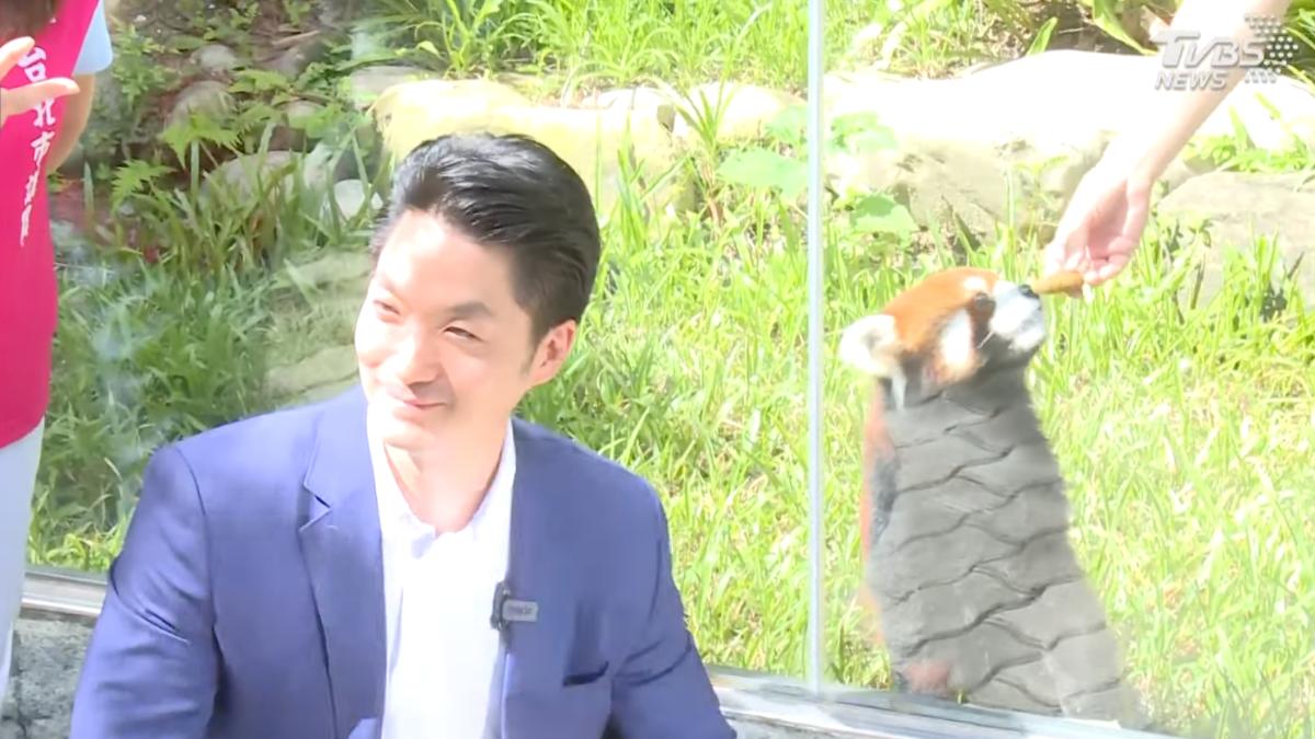 蔣萬安見證小貓熊亮相。（圖／TVBS）