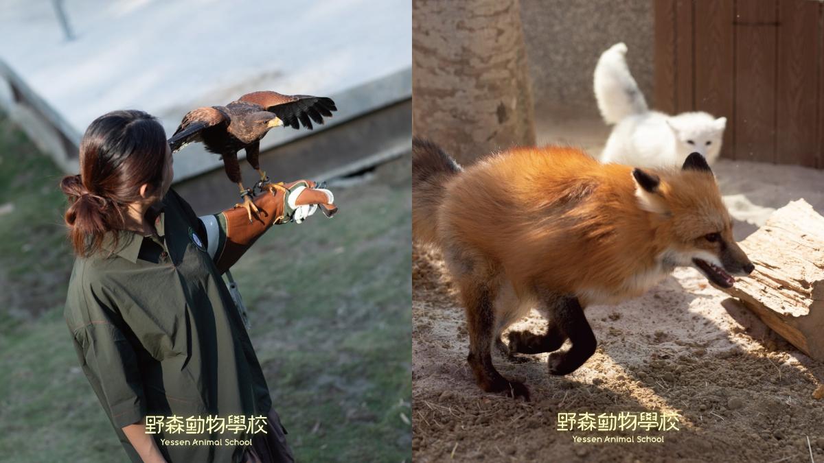 園區主打讓遊客能在多個動物區域近距離觀察與互動,和一般隔著圍欄觀看的動物園體驗不太一樣。(圖/翻攝自野森動物學校臉書)