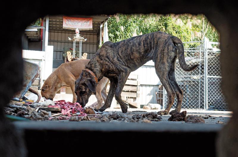 桃市動保處擺爛無視法規　百萬名犬「狗吃狗」