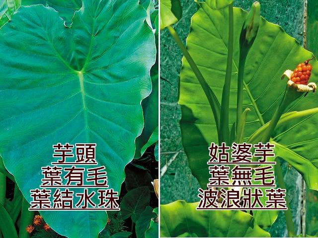 圖左為無毒芋頭葉（翻攝維基百科），圖右為有毒姑婆芋（翻攝成功大學官網）。