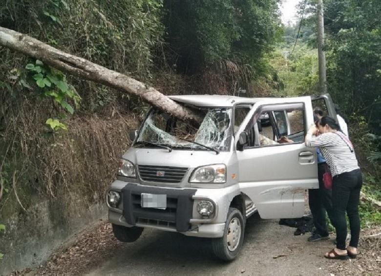 倒塌樹幹從擋風玻璃貫穿整部車　夜釣男離奇死亡