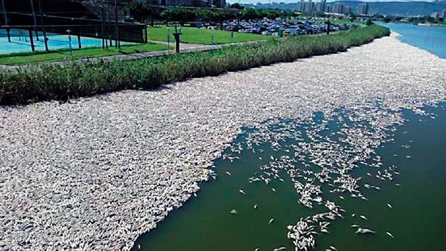 北市內湖汙水處理廠包商煒盛去年8月誤將次氯酸鈉槽體挖破,導致有毒物質排流入河,造成大量魚群死亡。(翻攝自爆料公社)