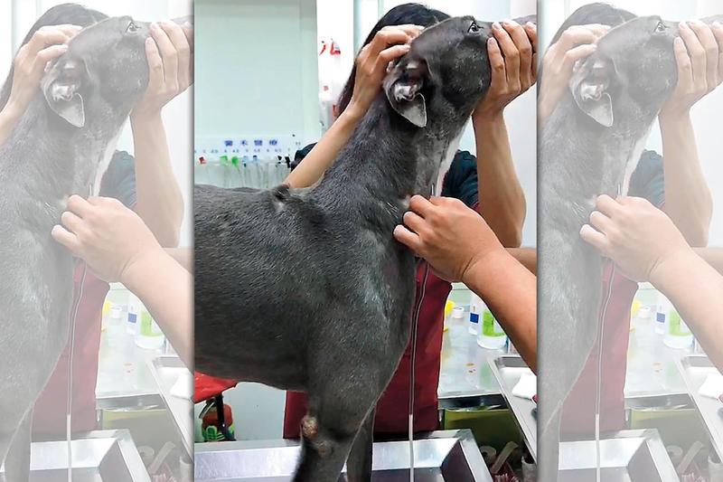 粗魯抽血影片曝光！　血犬脖子被連插4針噴血不止