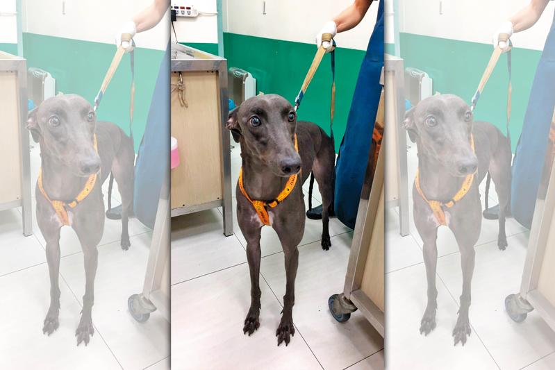 煉獄!溫馴暖犬父子同淪血犬 命運超悲催