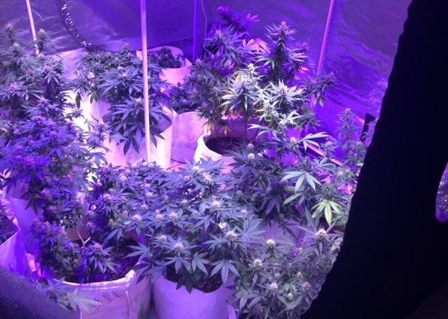 刑警成毒品「金主」 新竹大麻工廠畫面曝光!