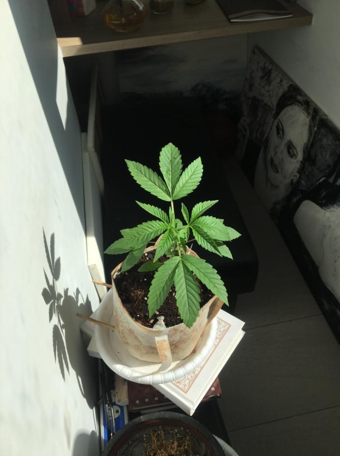大麻活株1株。（警方提供）