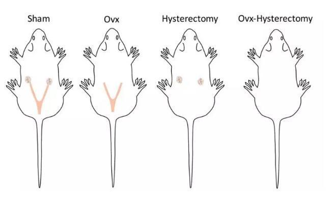 對照組大鼠(來源:Hysterectomy Uniquely Impacts Spatial Memory in a Rat Model: A Role for the Nonpregnant Uterus in Cognitive Processes)