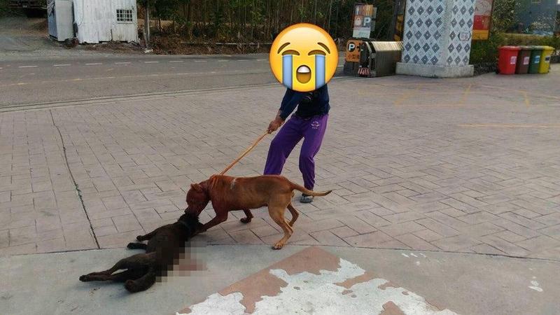 比特犬3度咬死同類 飼主出國不約束