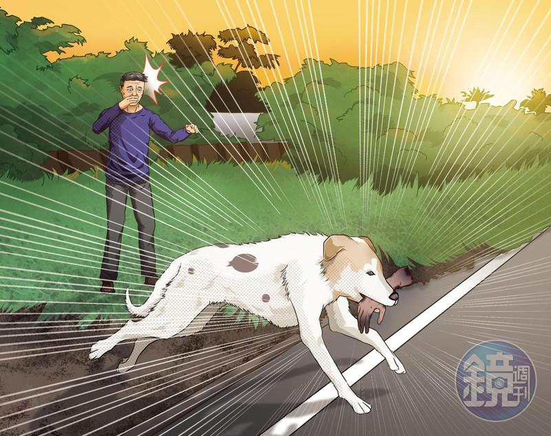 嚇死人!出外散步毛小孩叼回屍手