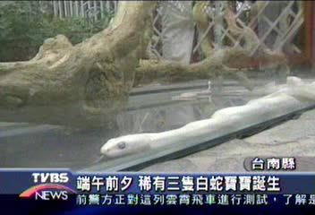 端午前夕　三隻白蛇寶寶誕生