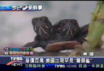 身價百萬　美國出現罕見「雙頭龜」