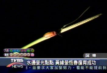 水邊螢光點點 黃緣螢恆春復育成功