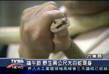 端午節 台東野生大白蛇現身