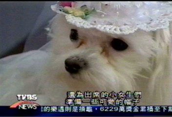 康州小狗結婚 照穿婚紗不含糊