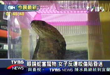 眼鏡蛇當寵物 女子反遭咬傷陷昏迷