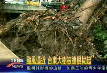 颱風逼近　台東大樹被連根拔起