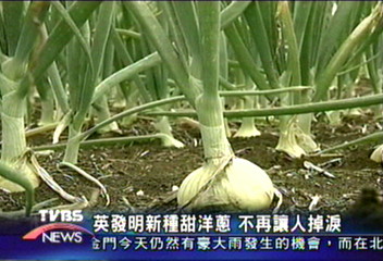 英發明新種甜洋蔥 不再讓人掉淚