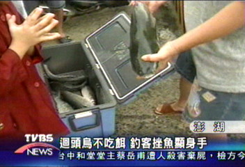上萬烏魚進港避風 澎湖釣客豐收