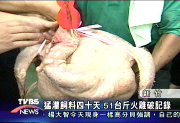 客家中原祭祀登場　超大火雞伺候