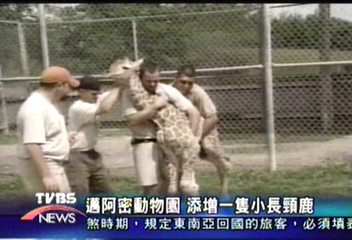 邁阿密動物園 添增一隻小長頸鹿