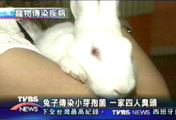 兔子傳染小芽孢菌 一家四人臭頭