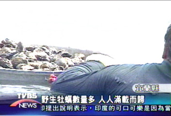 蘭陽河口出現野生牡蠣　民眾加菜