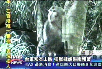台東知本山區　彌猴肆虐果園殘破