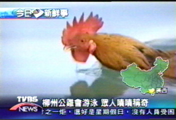 柳州公雞會游泳　眾人嘖嘖稱奇