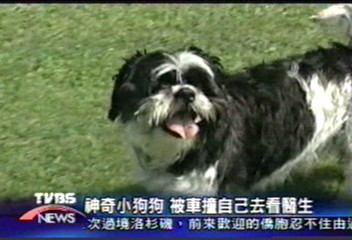 神奇小狗狗　被車撞自己去看醫生