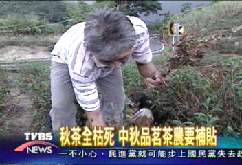 翻新茶園才獲補助 茶農批緩不濟急
