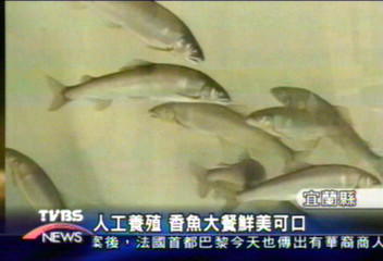請問宜蘭縣員山鄉的「香魚大餐」...
