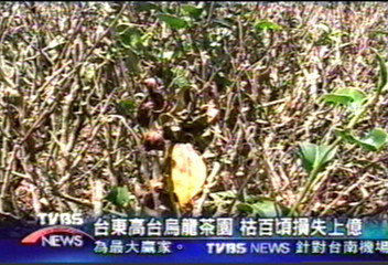 台東高台烏龍茶園　枯百頃損失上億