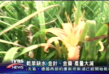 乾旱缺水　金針、金棗 產量大減