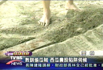 教訓偷瓜賊 西瓜農設陷阱伺候