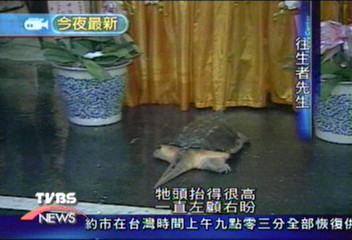 鬼月驚奇!大鱷龜向往生者猛磕頭